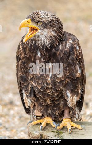 Seeadler, Ruf, Demonstration, Herrings Green Farm, Wilstead, Bedford, Großbritannien Stockfoto