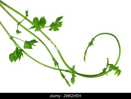 Hopfen- oder Humulus lupulus-Zweig mit Blättern. Junge Hopfenzweige mit Blättern. Isolierte Nahaufnahme. Flat-Lay. Stockfoto