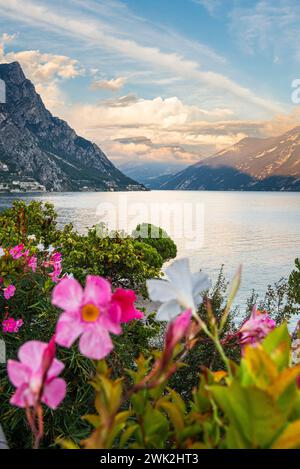 Oleander blüht in Limone mit Blick auf den nördlichen Gardasee bei Sonnenuntergang, Lombardei, Italien Stockfoto