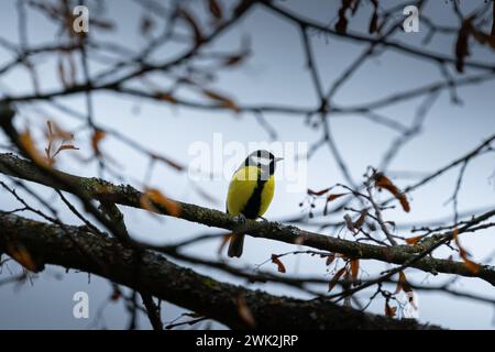 Kleiner gelber und blauer Vogel, der auf einem Baum thront Stockfoto