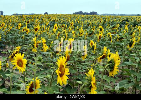 Ein endloses Feld mit gelb blühenden Sonnenblumen unter blauem Himmel. Stockfoto
