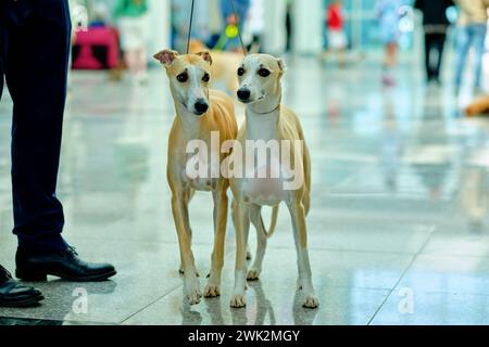 Zwei Whippet-Hunde stehen nebeneinander, der mittlere Plan des Fotos Stockfoto