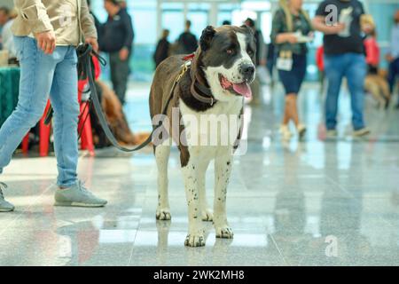 Der zentralasiatische Schäferhund blickt aufmerksam und ruhig nach vorne Stockfoto