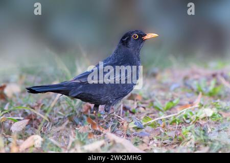 schwarzvogel auf der Jagd nach Nahrung auf dem Rasen (Turdus merula); dies ist eine Vogelart, die in öffentlichen Stadtparks häufig vorkommt Stockfoto