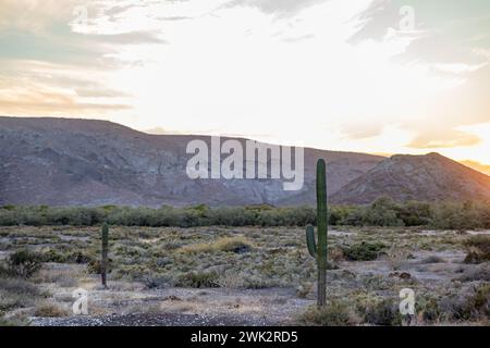 Mexikanische Wüstenlandschaft mit Saguaros-Kakteen, Steppen, wilder Vegetation und Buschland in trockenem Gelände, felsigen Bergen und Sonnenuntergang mit orangefarbenen Wolken i Stockfoto