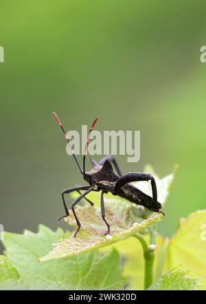 Pentatomomorpha infraorder hemiptera aus der Unterordnung von Bettwanzen. Schwarzer Käfer mit 6 Beinen, lang gestreifter rot-schwarzer Schnurrbart sitzt auf Blatt, Biologie-Wildlif Stockfoto