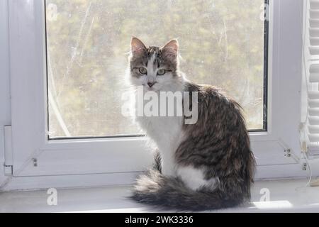 Eine flauschige Katze sitzt auf der Fensterbank und schaut überrascht in die Kamera. Stockfoto