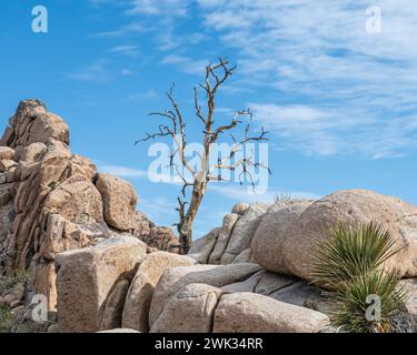 Hidden Valley Trail, Snag, Joshua Tree National Park, in der Nähe von Yucca Valley, Kalifornien. Stockfoto