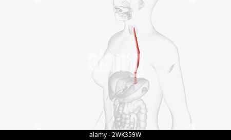 Der Ösophagus ist der hohle, muskulöse Schlauch, der Nahrung und Flüssigkeit aus dem Hals in den Magen überträgt 3D Illustration Stockfoto