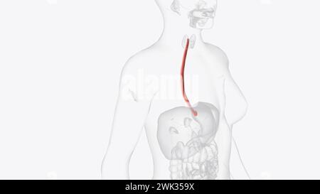 Der Ösophagus ist der hohle, muskulöse Schlauch, der Nahrung und Flüssigkeit aus dem Hals in den Magen überträgt 3D Illustration Stockfoto