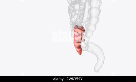 Das Ileum ist der letzte und längste Abschnitt des Dünndarms 3D-Illustration Stockfoto