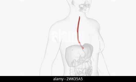 Der Ösophagus ist der hohle, muskulöse Schlauch, der Nahrung und Flüssigkeit aus dem Hals in den Magen überträgt 3D Illustration Stockfoto