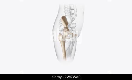 Das Appendikularskelett ist der Teil des Skeletts von Wirbeltieren, der aus den Knochen besteht, die die 3D-Darstellung der Anhängsel unterstützen Stockfoto