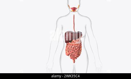 Der Magen-Darm-Trakt ist eine Reihe von Organen, die vom Mund beginnen und in der 3D-Abbildung des Anus enden Stockfoto