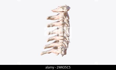 Die Halswirbelsäule (Halsbereich) besteht aus sieben Knochen (C1-C7 Wirbel), die durch Bandscheiben 3d illustrati voneinander getrennt sind Stockfoto