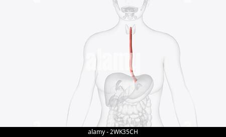 Der Ösophagus ist der hohle, muskulöse Schlauch, der Nahrung und Flüssigkeit aus dem Hals in den Magen überträgt 3D Illustration Stockfoto