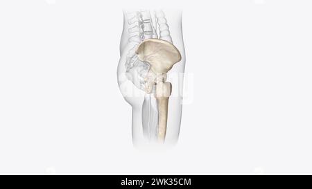 Das Appendikularskelett ist der Teil des Skeletts von Wirbeltieren, der aus den Knochen besteht, die die 3D-Darstellung der Anhängsel unterstützen Stockfoto