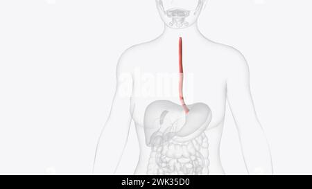 Der Ösophagus ist der hohle, muskulöse Schlauch, der Nahrung und Flüssigkeit aus dem Hals in den Magen überträgt 3D Illustration Stockfoto