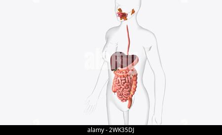 Der Magen-Darm-Trakt ist eine Reihe von Organen, die vom Mund beginnen und in der 3D-Abbildung des Anus enden Stockfoto