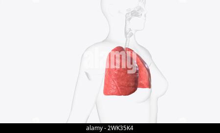 Die Lunge ist Teil des Atmungssystems, einer Gruppe von Organen und Geweben, die zusammen arbeiten, um Ihnen die 3D-Illustration beim Atmen zu helfen Stockfoto