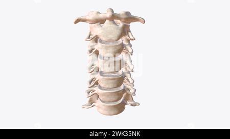 Die Halswirbelsäule (Halsbereich) besteht aus sieben Knochen (C1-C7 Wirbel), die durch Bandscheiben 3d illustrati voneinander getrennt sind Stockfoto