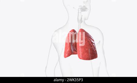 Die Lunge ist Teil des Atmungssystems, einer Gruppe von Organen und Geweben, die zusammen arbeiten, um Ihnen die 3D-Illustration beim Atmen zu helfen Stockfoto