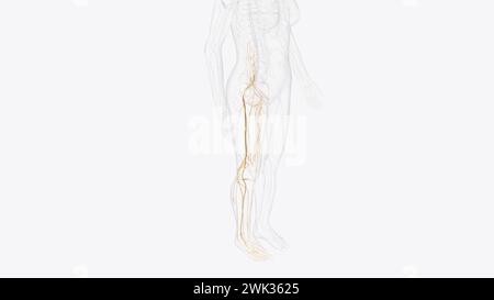 Die Nerven des rechten Beckens und der Extremitäten 3D-Darstellung Stockfoto