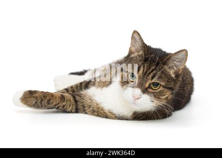 Graue, gestreifte Katze liegt auf der Seite und schaut in die Kamera, isoliert auf weißem Hintergrund Stockfoto