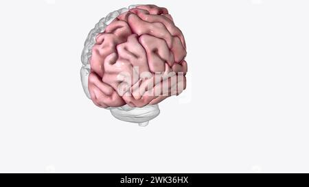 Hirnkoronaler Querschnitt des rechten Cortex 3D-Illustration Stockfoto