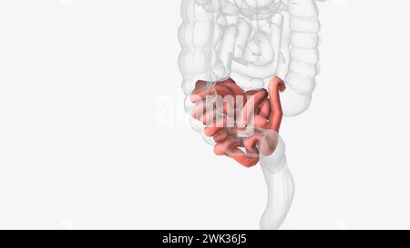 Das Ileum ist der letzte und längste Abschnitt des Dünndarms 3D-Illustration Stockfoto