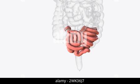 Das Ileum ist der letzte und längste Abschnitt des Dünndarms 3D-Illustration Stockfoto