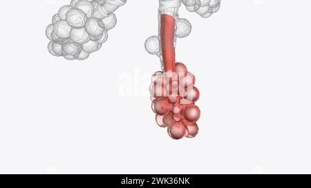 Alveolen sind winzige, ballonförmige Luftsäcke, die sich am Ende der Bronchiolen befinden, die zweigähnlichen Röhrchen in der Lunge 3D-Abbildung Stockfoto