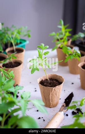 Junge grüne Setzlinge von Tomaten in umweltfreundlichen Töpfen, ausstechen, Setzlinge aus Kunststoffbehältern in Torftöpfe umpflanzen Stockfoto