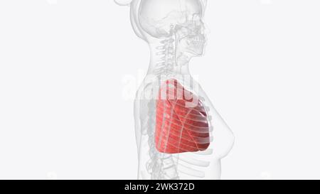 Die Lunge ist Teil des Atmungssystems, einer Gruppe von Organen und Geweben, die zusammen arbeiten, um Ihnen die 3D-Illustration beim Atmen zu helfen Stockfoto