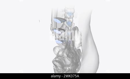 Das Bindegewebe der Wirbelsäule 3D-Darstellung Stockfoto