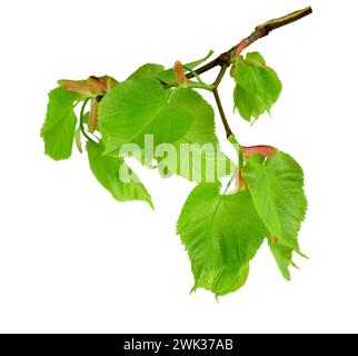 Sehr junge Knospen blühen Linde, Isolation auf weißem Hintergrund ohne Schatten. Die Natur wird wiedergeboren. Junge Grüns. Feder. Erwachen. Stockfoto