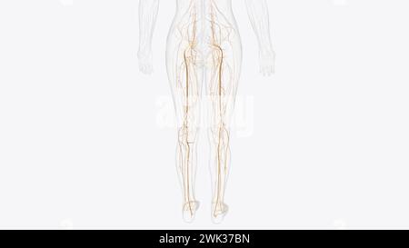 Nerven des Beckens und der Extremitäten 3D-Illustration Stockfoto