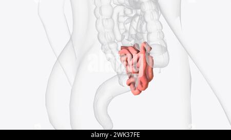 Das Ileum ist der letzte und längste Abschnitt des Dünndarms 3D-Illustration Stockfoto