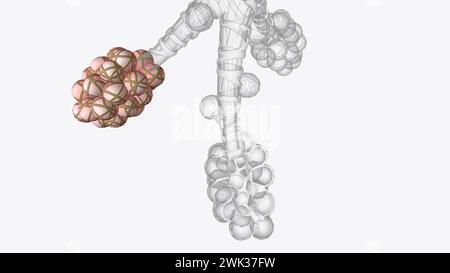 Alveolen sind winzige, ballonförmige Luftsäcke, die sich am Ende der Bronchiolen befinden, die zweigähnlichen Röhrchen in der Lunge 3D-Abbildung Stockfoto