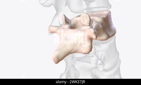 Der elfte Brustwirbel (T11) befindet sich in der Nähe des unteren Teils der 3D-Abbildung der Brustwirbelsäule Stockfoto