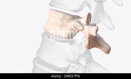 Der elfte Brustwirbel (T11) befindet sich in der Nähe des unteren Teils der 3D-Abbildung der Brustwirbelsäule Stockfoto