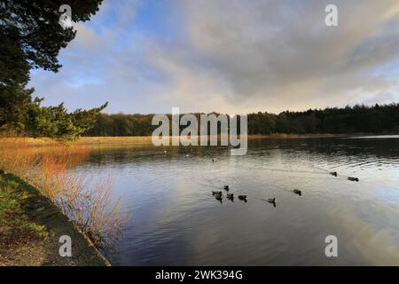 Herbstblick über das Swinsty Reservoir im Washburn Valley westlich von Harrogate Town, Yorkshire Dales National Park, England, Großbritannien Stockfoto