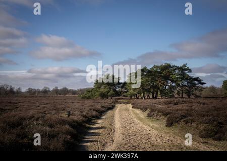 Sandweg im Naturschutzgebiet Balloërveld, einem Heidegebiet in der Gemeinde AA en Hunze in der niederländischen Provinz Drenthe. Stockfoto