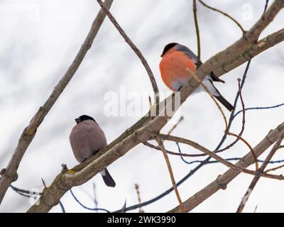 Weibliche und männliche Bullfinke sitzen bei Winterwetter auf Ast. Zwei niedliche Bullfink Vögel in der Wildnis. Pare von Bullfinch auf Baumzweig Stockfoto