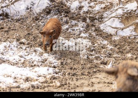 Mangalica ist eine ungarische Hausschweinrasse auf dem Bauernhof Stockfoto