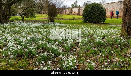 Preston Hall Walled Garden, Midlothian, Schottland, Großbritannien 18. Februar 2024. Scotland's Garden Scheme Snowdrop Weekend: Der ummauerte Garten aus dem 18. Jahrhundert ist für die Öffentlichkeit zugänglich. Die Eintrittsgelder gehen an wohltätige Zwecke. Es wurde in den letzten Dutzend Jahren nach dem Verfall in den 1970er Jahren restauriert Die Schneeglöckchen blühen. Quelle: Sally Anderson/Alamy Live News Stockfoto