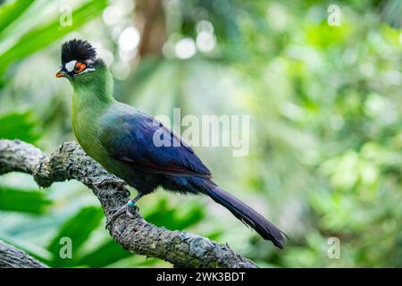 Hartlaub-turaco (Tauraco hartlaubi) ist eine Vogelart aus der Familie der Musophagidae. Sie kommt in Kenia, Tansania und Uganda vor. Stockfoto