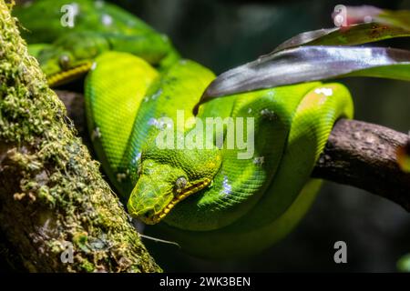 Die Smaragdboa (Corallus caninus) ist eine Boa-Art, die in den Regenwäldern Südamerikas vorkommt. Das Farbmuster besteht typischerweise aus einem Smaral Stockfoto