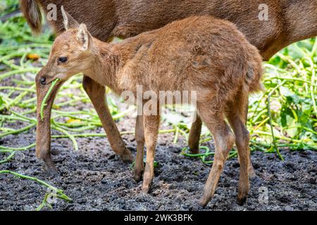 Das Baby Bawean Deer (Axis kuhlii) ist eine stark bedrohte Hirschart, die auf der indonesischen Insel Bawean endemisch ist. Sie wird als kritisch bewertet Stockfoto