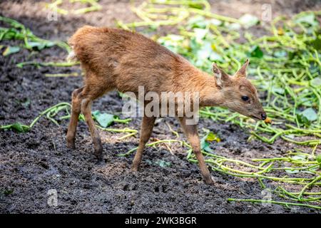 Das Baby Bawean Deer (Axis kuhlii) ist eine stark bedrohte Hirschart, die auf der indonesischen Insel Bawean endemisch ist. Sie wird als kritisch bewertet Stockfoto